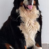 Bovaro adulto disponibile per accoppiamento