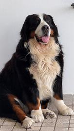 Bovaro adulto disponibile per accoppiamento