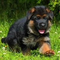 Cuccioli Pastore Tedesco