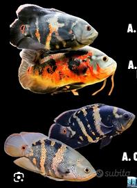 Pesce oscar