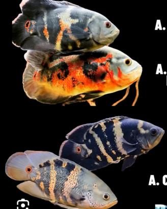 Pesce oscar