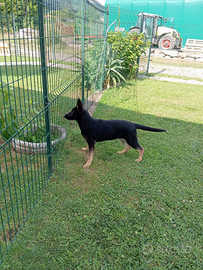 Cucciola pastore tedesco