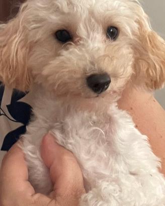 Cucciolina di Barboncino toy con Pedigree Enci