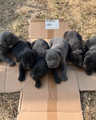 Cane corso