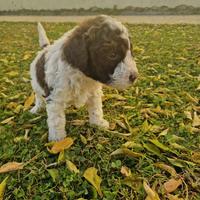 Cuccioli Lagotto Romagnolo