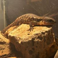 Cordylus tropidosternum