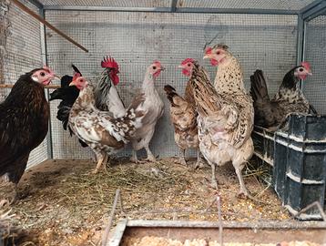 Galline. Nane