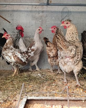 Galline. Nane