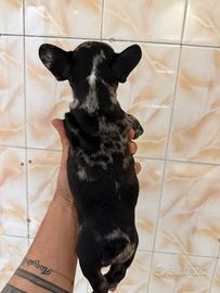 Bulldog francese