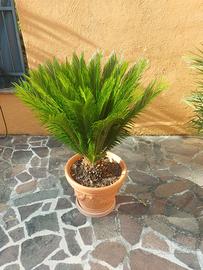 Pianta Cycas