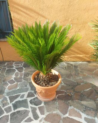 Pianta Cycas