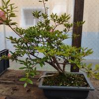 azalea satsuki wakaebisu vaso bonsai