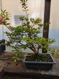 azalea satsuki wakaebisu vaso bonsai