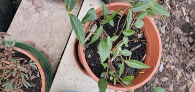 piantina di Gelsomino Rampicante a fiore rosa