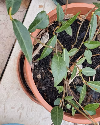 piantina di Gelsomino Rampicante a fiore rosa