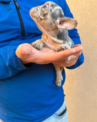 Bulldog francese