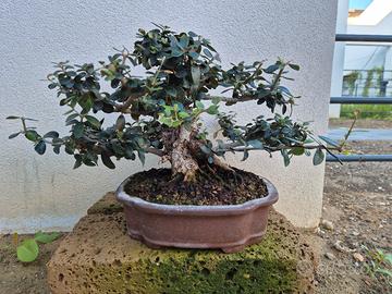 Olivastro bonsai
