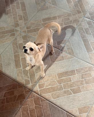 Cucciola di chiwawa