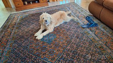  spinone