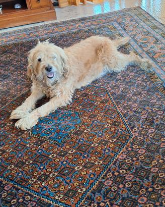  spinone