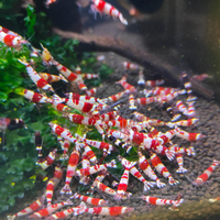 Caridine Crystal Red