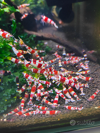 Caridine Crystal Red