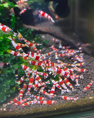 Caridine Crystal Red