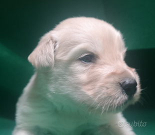 Golden retriever cuccioli con pedigree