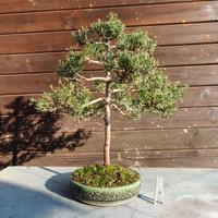 BONSAI