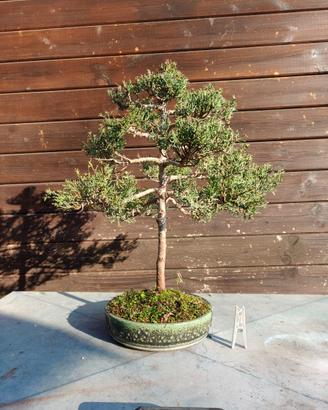 BONSAI