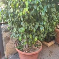 pianta di ficus Benjamina sana e bellissim adatta