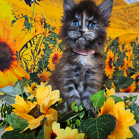 Maine Coon Femmina Tortie LINEE ESCLUSIVE