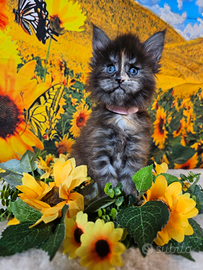 Maine Coon Femmina Tortie LINEE ESCLUSIVE