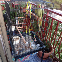 Parrocchetto dal collare