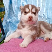 Cuccioli siberian husky