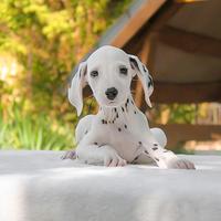 Cucciolo di Dalmata disponibile