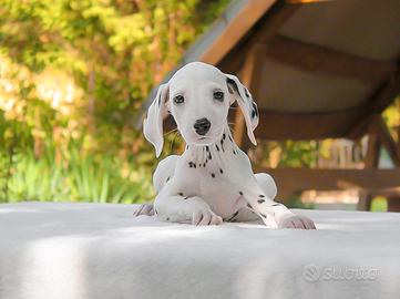 Cucciolo di Dalmata disponibile