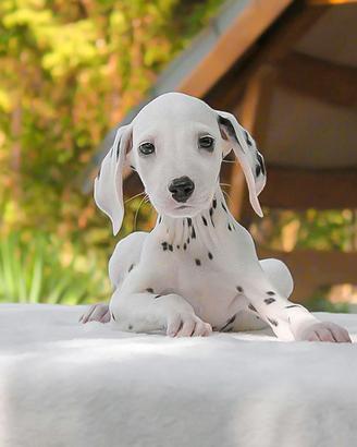 Cucciolo di Dalmata disponibile