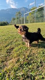 Cuccioli Yorkshire Terrier