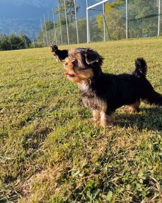 Cuccioli Yorkshire Terrier