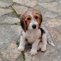 Beagle x Petit basset grifon vendeen