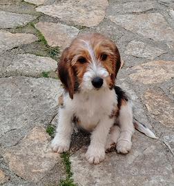 Beagle x Petit basset grifon vendeen