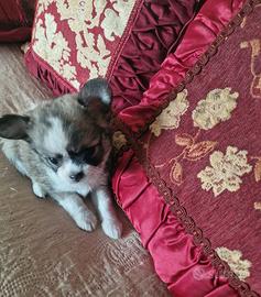 Cucciolo chihuahua pelo lungo 50 giorni maschietti