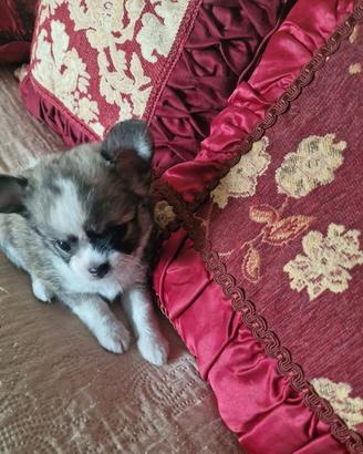 Cucciolo chihuahua pelo lungo 50 giorni maschietti
