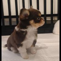 Chihuahua con pedigree tricolor cioccolato