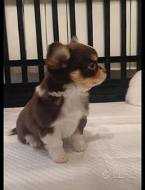 Chihuahua con pedigree tricolor cioccolato