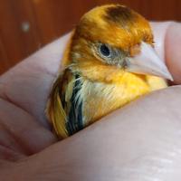 Ibridi di cardellino