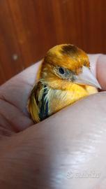 Ibridi di cardellino