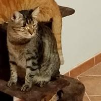 Paky gatto 2 anni