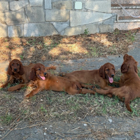 Cuccioli di setter irlandese
